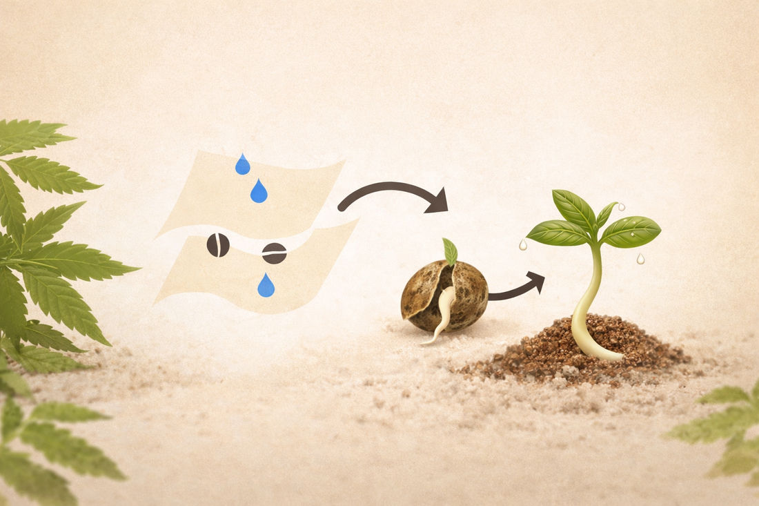 Looking to buy cannabis seeds? Complete guide for beginners and experienced growers