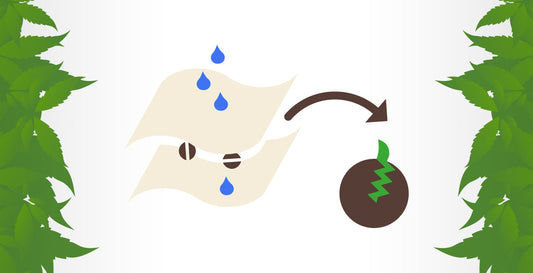 The Paper Towel Method: The Most Beginner-Friendly Germination Strategy (Step-by-Step)