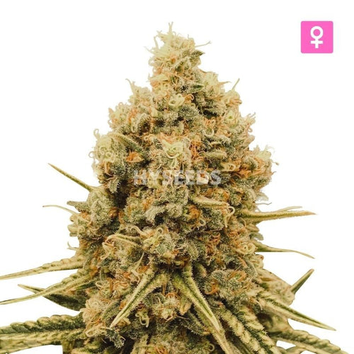 Gorilla Glue Autoflower Zaden