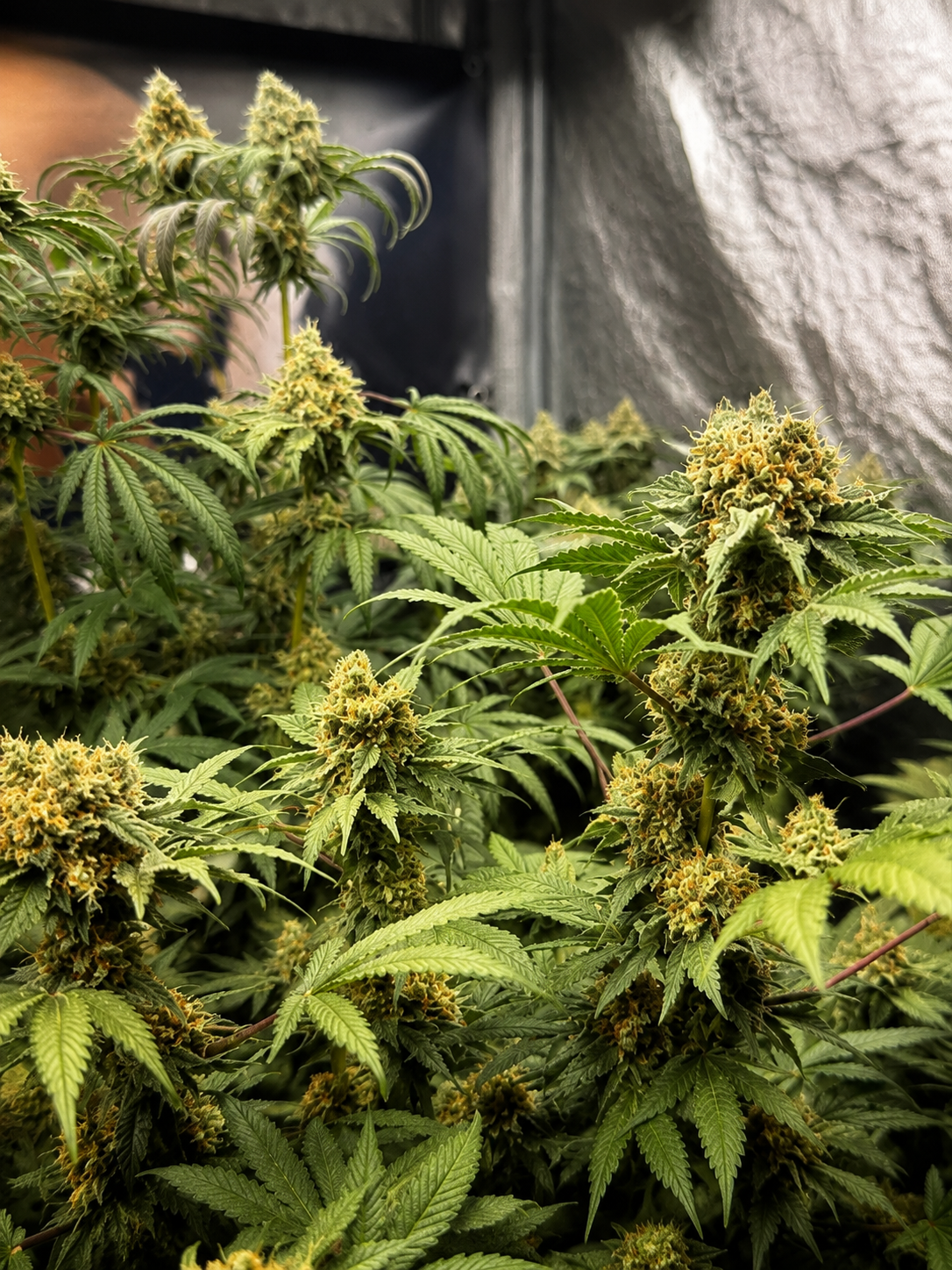 Finest Amnesia