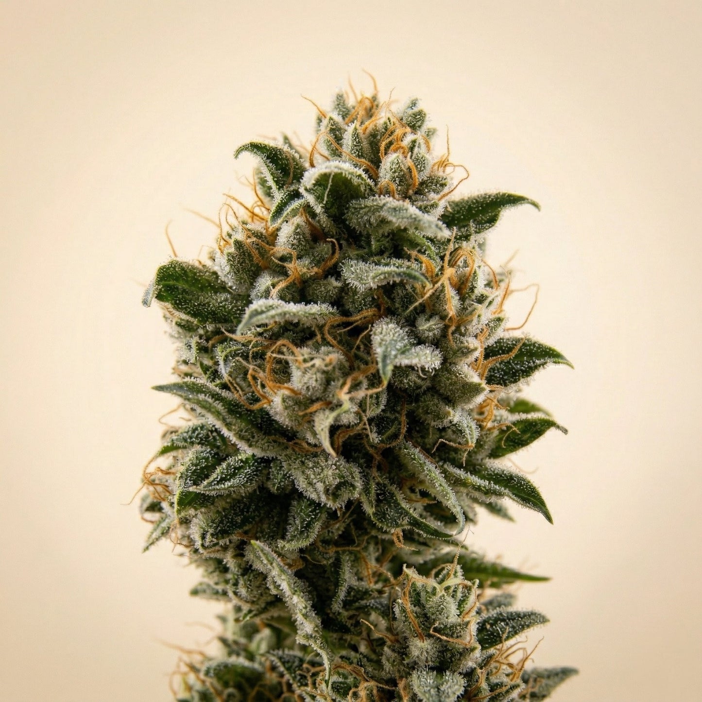 Finest Cheese