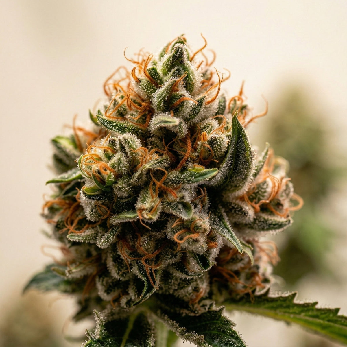 Choco Haze Feminized Cannabis Seeds | Dutch Finest – Dutch Finest Seeds
