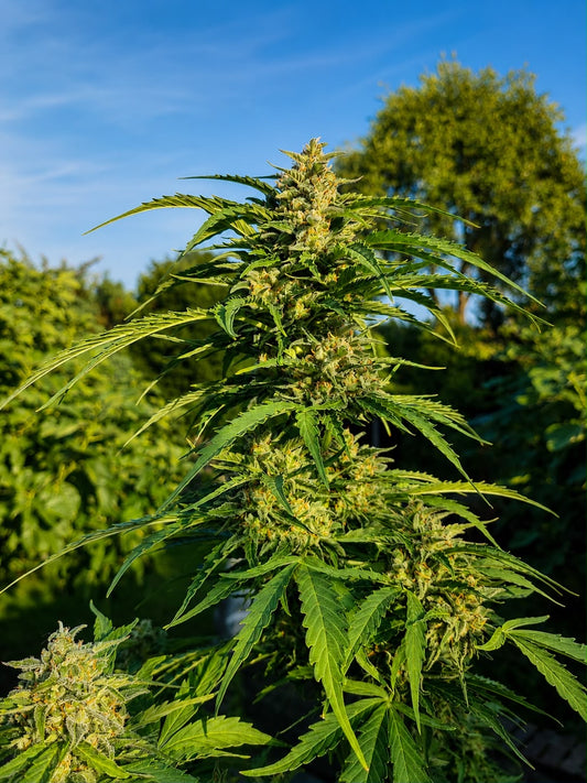 Finest White Widow Auto
