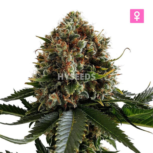 Ghost Train Haze Zaden