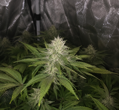 Finest Strawberry Haze Auto