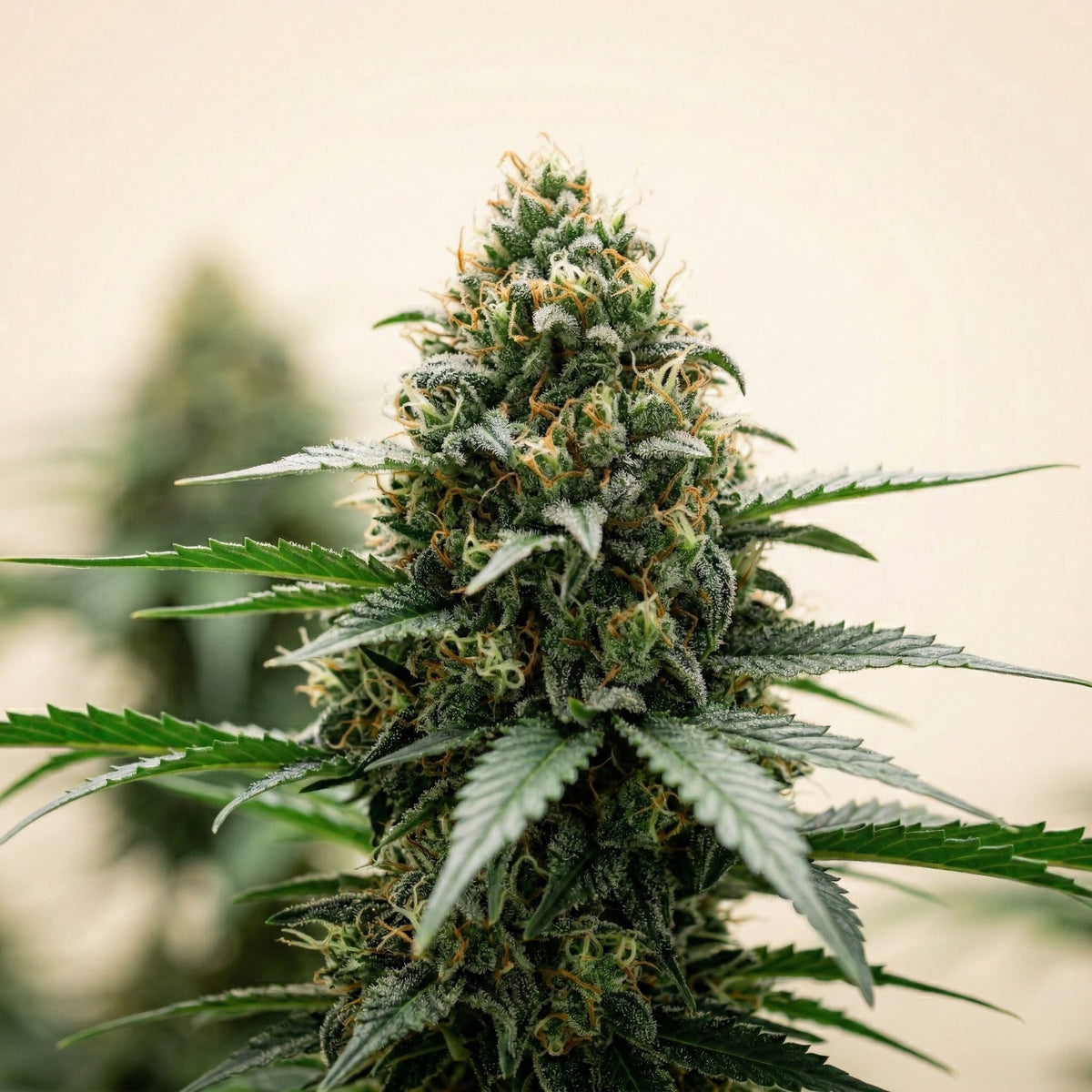 Finest Super Skunk Autoflower Cannabis Seeds – Dutch Finest Seeds