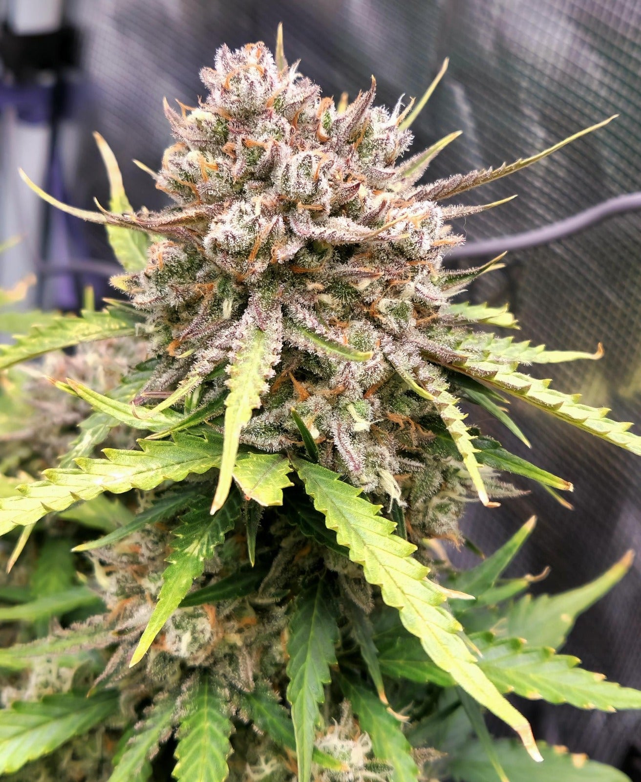 Velvet Gelato Dream