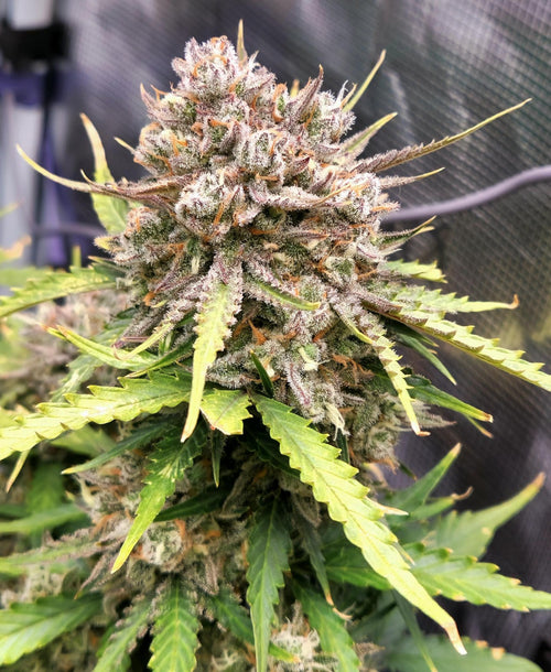 Velvet Gelato Dream