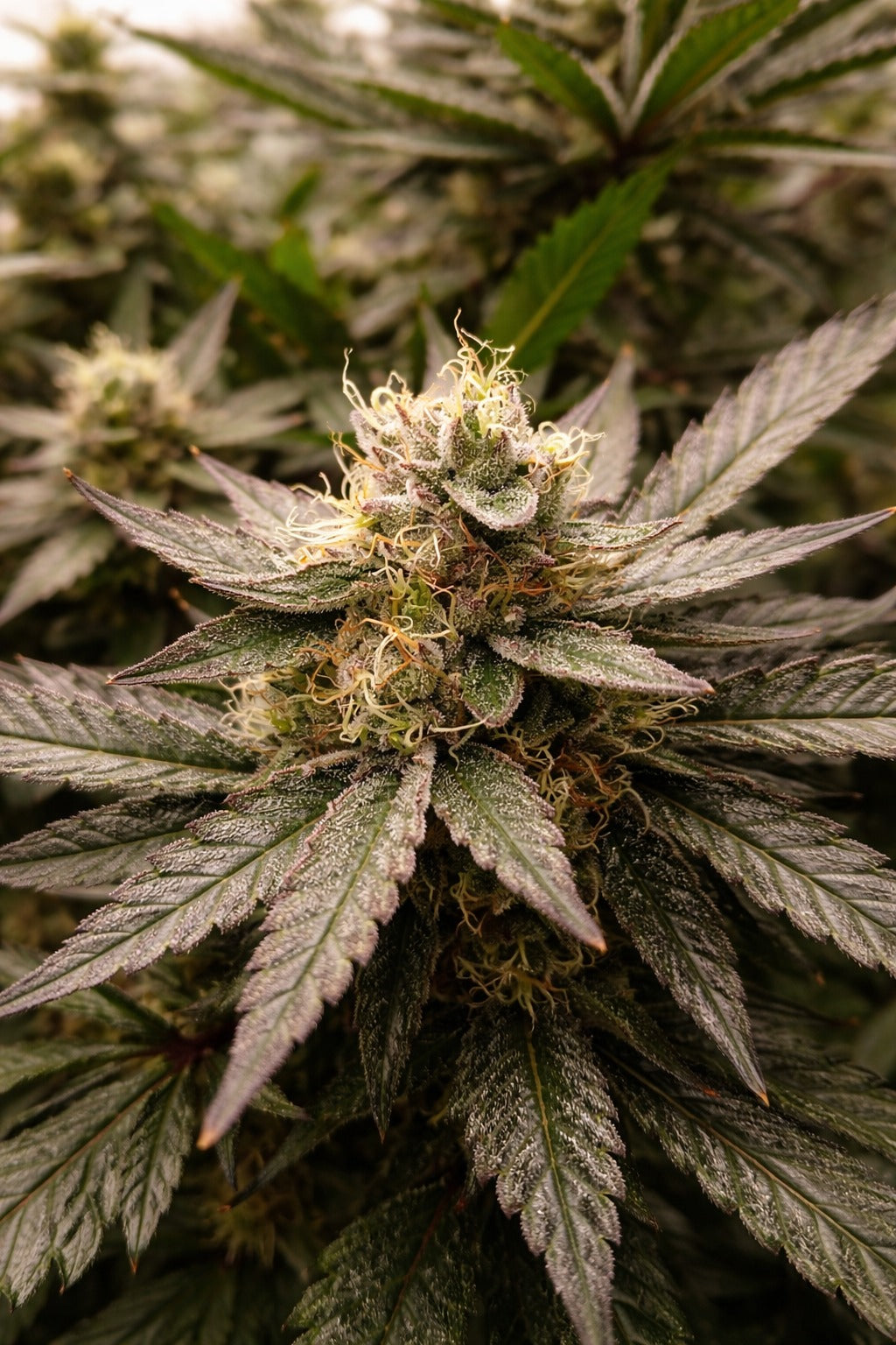 Lemon Cherry Dream