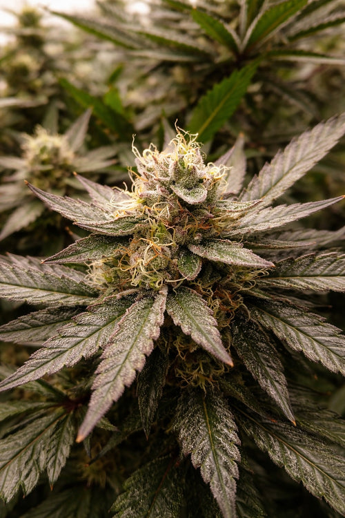 Lemon Cherry Dream