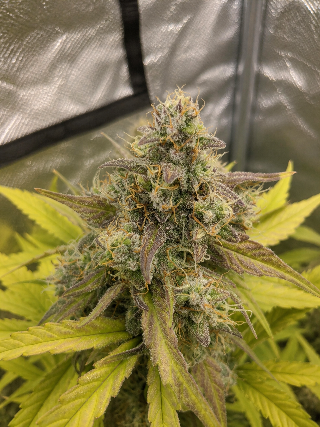 Finest Northern Lights