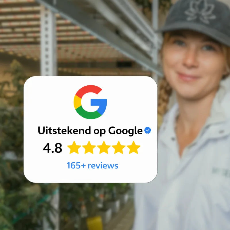 HS Sunny Vains Premium Autoflower Zaden